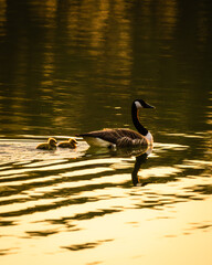 Eine Kanadagans schwimmt mit ihren Küken im warmen goldenen Abendlicht über einen ruhigen See....