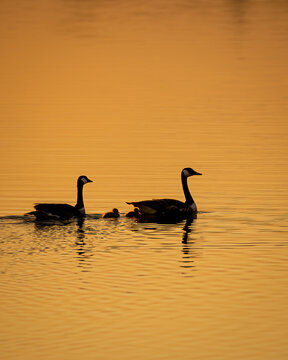Zwei Kanadag&auml;nse und ihre K&uuml;ken schwimmen in weichem goldenen Licht &uuml;ber einen stillen See. Silhouetten und Spiegelungen schaffen eine ruhige, stimmungsvolle Naturaufnahme.