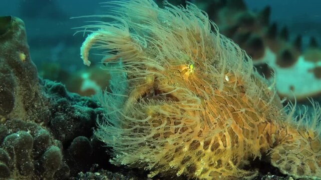 A hairy frogfish with its body filaments moving in the strong current, filmed from below and backlit, revealing the details of its spectacular camouflage.
