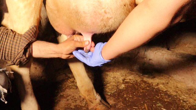 Veterinarian detects early mastitis during milking, noting watery cloudy milk before clots form, linked to Staphylococcus aureus. Diagnosis prevents mixing infected milk and protects dairy safety.