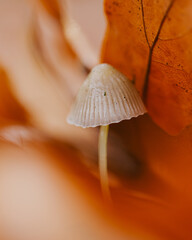 mushroom on the ground
