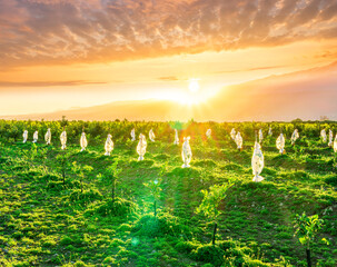 Fototapety na wymiar - Fototapeta24.pl