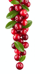 Vibrant red cranberries with fresh green leaves cascade downwards against a clean white background