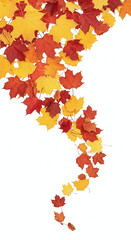 Vibrant autumn maple leaves cascade downward against a clean white background