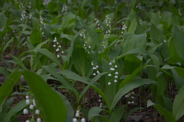 May. Lilies of the valley are blooming.