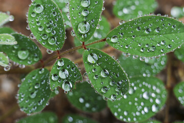Serene macro photo of vibrant green leaf covered with pure water drop. This fresh, natural foliage detail shows calm and peaceful feeling of morning dew after rain