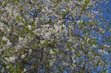blue and white.cherry blossoms