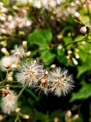 Small World Of Bug's Life