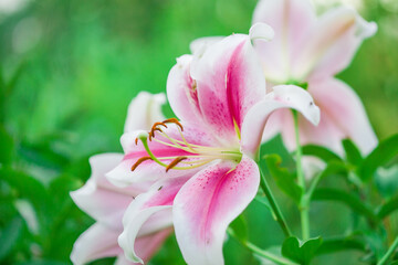 Fototapeta premium Close-up of a lily flower. Selective focus.