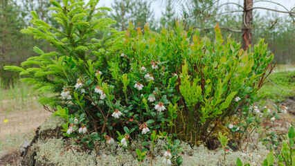 Blooming lingonberry bush. Spring in the forest.