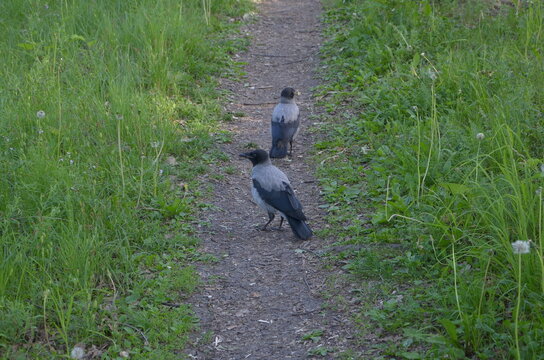walk. two crows
