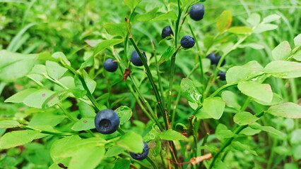 Blueberries grow in the forest.