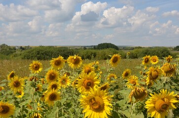 field of sunflowers