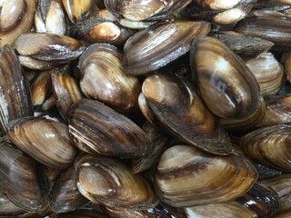 fresh raw clams