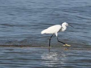 great white heron