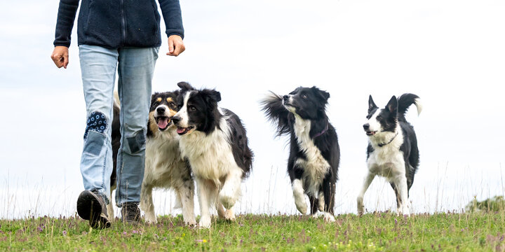 Border Collies. Dog handler is walking with four obedient dogs in autumn on a meadow