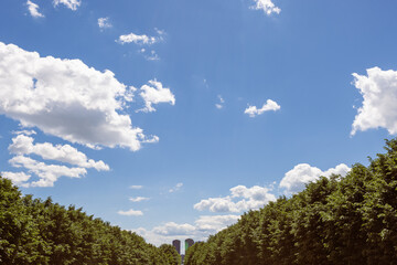 Tree-lined Path under Blue Sky with Clouds 