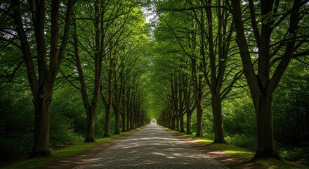 Serene tree-lined pathway in sunlit forest with lush green foliage