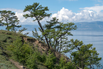 Pine trees on the shore of Lake Baikal. Olkhon Island, Khuzhirsky Bay, Russia