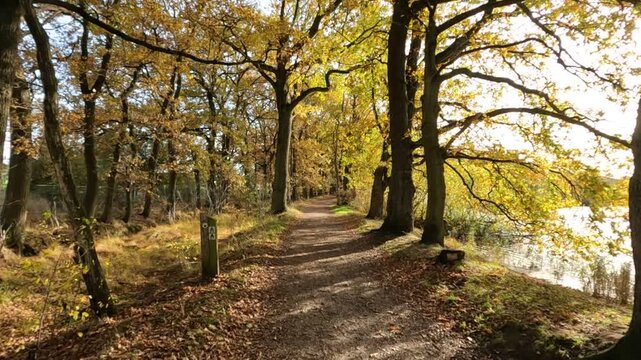 Waldweg im goldenen Herbst beim Aspermansvijver Weiher im Sonnenschein in Belgien