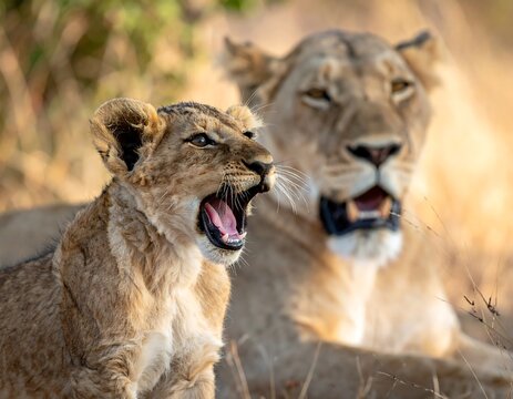 A young lion cub yawns with its mother watching in the background