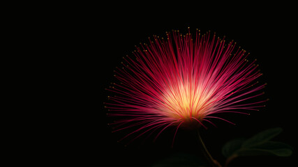 Fototapeta premium A striking red pincushion flower blooms against a dark isolating background