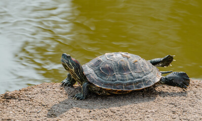 Turtle on Riverbank During Beginning of Autumn Season