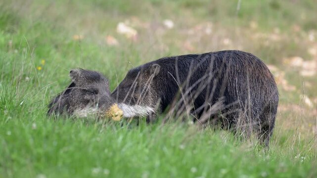 Male white-lipped peccary stimulating the female with its snout and lies down next to her. Tayassu pecari, R&eacute;serve de la Haute-Touche, Azay le Ferron, Indre 36, r&eacute;gion Centre, France, Europe