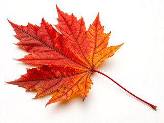 red maple leaf. autumn, leaf, maple, fall, isolated, nature, leaves, season, yellow, white, red, orange, tree, plant, foliage, color, brown, maple leaf, october, object, seasonal, gold, green, botany,