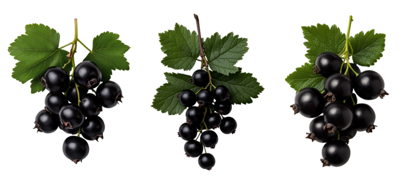 Twig of blackcurrant with dark purple-black berries and green leaves isolated on transparent background - Powered by Adobe