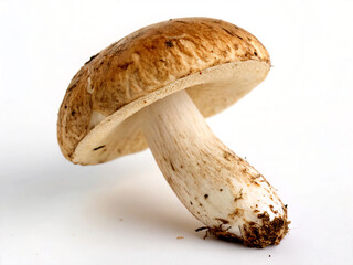 boletus edulis mushroom. mushroom, isolated, food, boletus, edible, white, fungus, brown, nature, cep, autumn, raw, cap, vegetable, mushrooms, fresh, ingredient, forest, fungi, healthy, organic, veget