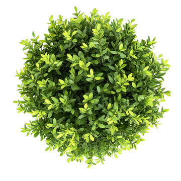 Green Leaves PNG on Transparent Background Isolated on White Fresh Foliage