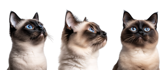 set of close up portrait of sit cat, grey, white, ginger kitty with long hair isolated on transparent background	