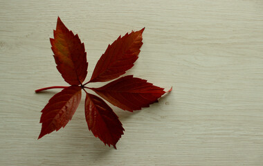Red Ivy Leaves Inflorescence on a Gray Wood Surface Copy Space Stock Photo
