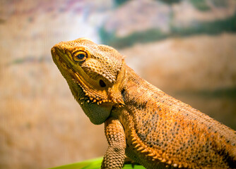 Desert Lizard in Tropical Arid Environment Wildlife Portrait