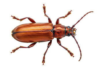 Isolated metallic beetle close-up shows antennae, shiny body, legs, and iridescent exoskeleton