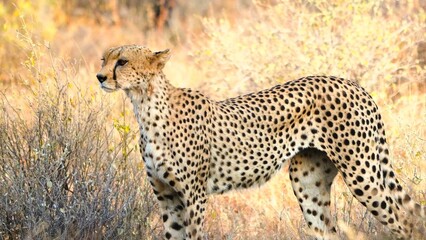 cheetah on the grass