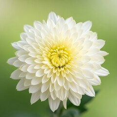 Close up of a delicate white chrysanthemum flower with a yellow center