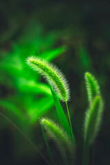 Green Bristle Grass During Great Heat Season Summer Botany