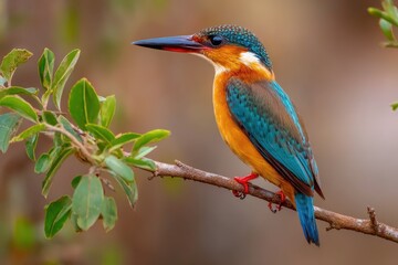 Colorful kingfisher perched on a branch in a national park showcasing vibrant feathers during a tranquil morning