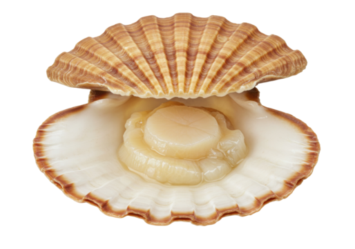 Isolated Scallop sea mollusk inside a clam shell, uncooked freshness, close up view