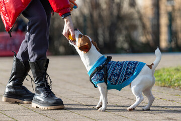 Fototapeta premium Small energetic jack russel dog wearing blue knitted sweater plays tug-of-war with person holding toy. Scene captures joyful outdoor training moment filled with energy, sunlight, playful interaction