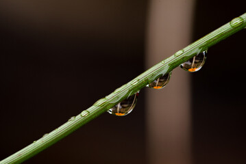 White Dew Season Morning Droplets Autumn Coolness Photography