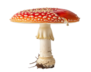 Wild Fly Agaric Mushroom with Red Cap Isolated PNG Cutout Transparent
