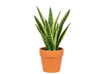 Isolated Sansevieria trifasciata, houseplant in pot, interior design, healthy lifestyle, zen