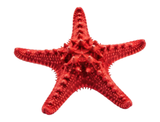 Spiny Red Sea Star or Starfish Isolated PNG Cutout Transparent Background
