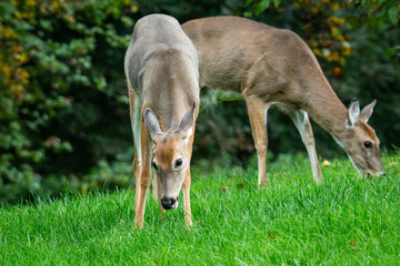Zwei wilde Rehe fressen frisches Gras auf einer Wiese in natürlicher Umgebung. Natur- und Tierfotografie im Freien mit ruhiger Waldkulisse.
