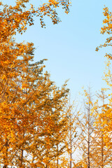 Yellow Ginkgo Tree Background Autumn Golden Foliage Wallpaper