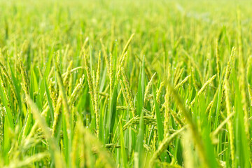 Rice Plants Flowering and Heading Stage Agricultural Closeup