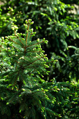 Vertical Photography of Lush Green Pine Tree Forest © Narkyy Image